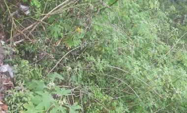 PREMIUM LAND FOR SALE ICONIC KINTAMANI VIEW MAIN ROAD ACCESS