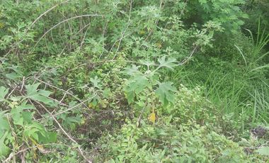 PREMIUM LAND FOR SALE ICONIC KINTAMANI VIEW MAIN ROAD ACCESS