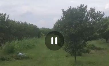 Dijual peternakan aktif ayam petelur nol jalan lebar Gudo, Jombang