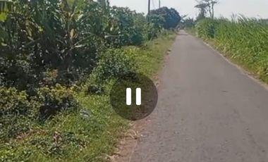 Dijual peternakan aktif ayam petelur nol jalan lebar Gudo, Jombang