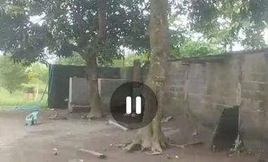 Dijual peternakan aktif ayam petelur nol jalan lebar Gudo, Jombang