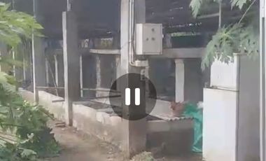 Dijual peternakan aktif ayam petelur nol jalan lebar Gudo, Jombang