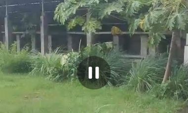 Dijual peternakan aktif ayam petelur nol jalan lebar Gudo, Jombang