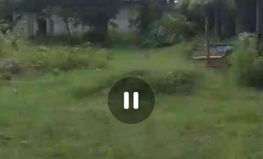 Dijual peternakan aktif ayam petelur nol jalan lebar Gudo, Jombang