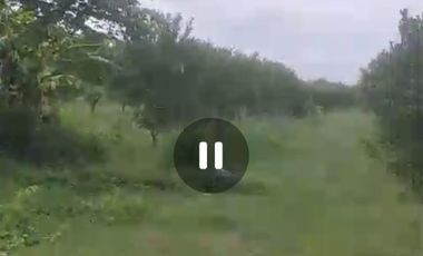 Dijual peternakan aktif ayam petelur nol jalan lebar Gudo, Jombang