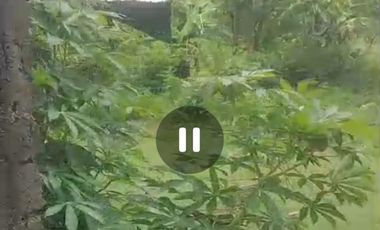 Dijual peternakan aktif ayam petelur nol jalan lebar Gudo, Jombang