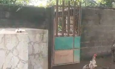 Dijual peternakan aktif ayam petelur nol jalan lebar Gudo, Jombang