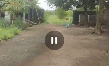 Dijual peternakan aktif ayam petelur nol jalan lebar Gudo, Jombang