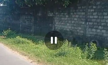 Dijual peternakan aktif ayam petelur nol jalan lebar Gudo, Jombang