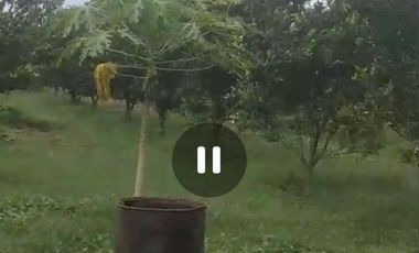 Dijual peternakan aktif ayam petelur nol jalan lebar Gudo, Jombang