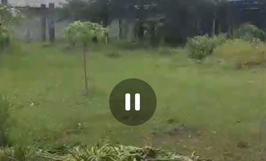 Dijual peternakan aktif ayam petelur nol jalan lebar Gudo, Jombang