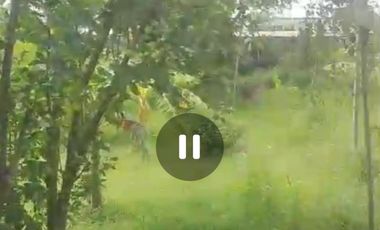 Dijual peternakan aktif ayam petelur nol jalan lebar Gudo, Jombang