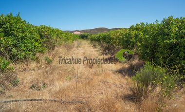 Venta de parcela de 2 has, casa, cabaña, agua de pozo, electricidad y piscina. Las Barrancas, Coquimbo. $160 mm