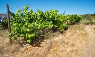 Venta de parcela de 2 has, casa, cabaña, agua de pozo, electricidad y piscina. Las Barrancas, Coquimbo. $160 mm