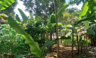 10 Tumbak Tanah Kebun Datar Siap bangun Masuk Gang, Galudra, Cilame, Ngamprah,Bandung Barat