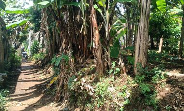 10 Tumbak Tanah Kebun Datar Siap bangun Masuk Gang, Galudra, Cilame, Ngamprah,Bandung Barat