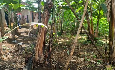 10 Tumbak Tanah Kebun Datar Siap bangun Masuk Gang, Galudra, Cilame, Ngamprah,Bandung Barat