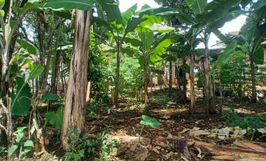10 Tumbak Tanah Kebun Datar Siap bangun Masuk Gang, Galudra, Cilame, Ngamprah,Bandung Barat