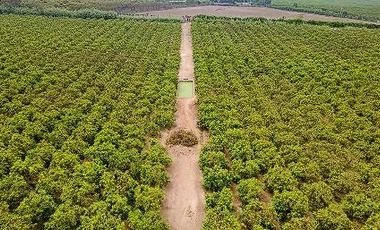 Terreno Estratégico de 4.178 Ha con Alto Potencial de Desarrollo – Huaral