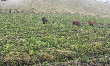 Hacienda de venta en Otavalo sector Mojandita de Curubi, 87 hectáreas
