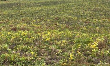 Hacienda de venta en Otavalo sector Mojandita de Curubi, 87 hectáreas