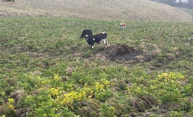 Hacienda de venta en Otavalo sector Mojandita de Curubi, 87 hectáreas
