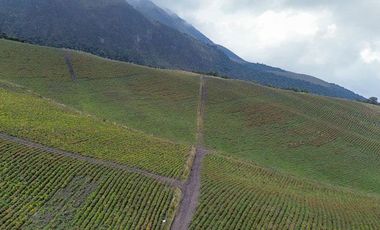Hacienda de venta en Otavalo sector Mojandita de Curubi, 87 hectáreas