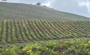 Hacienda de venta en Otavalo sector Mojandita de Curubi, 87 hectáreas