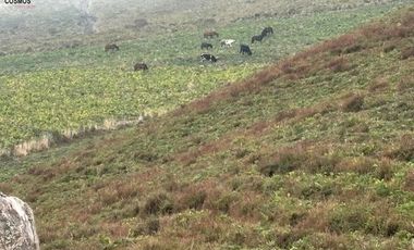 Hacienda de venta en Otavalo sector Mojandita de Curubi, 87 hectáreas
