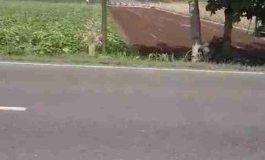 jual murah tanah jln dendeles purworejo