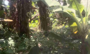 Diisewakan Tanah Kebun lokasi strategis dekat stasiun KRL Depok dan Tol Kukusan Depok