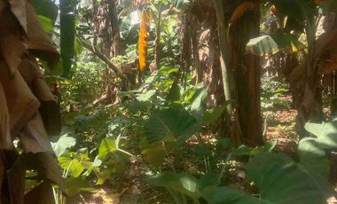 Diisewakan Tanah Kebun lokasi strategis dekat stasiun KRL Depok dan Tol Kukusan Depok