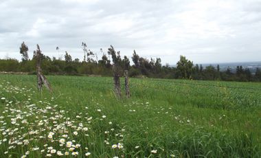 Se vende hermoso campo en la Comuna de La Comuna de La Union Region de los Rios