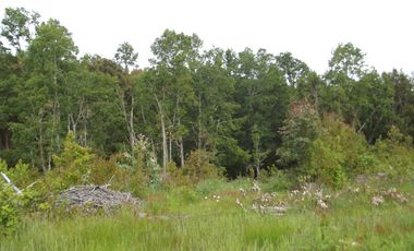 Se vende hermoso campo en la Comuna de La Comuna de La Union Region de los Rios