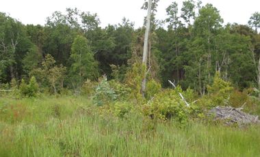 Se vende hermoso campo en la Comuna de La Comuna de La Union Region de los Rios