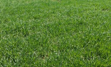 Parcelas en venta sector Huacahue a minutos de La Unión, Los Rios