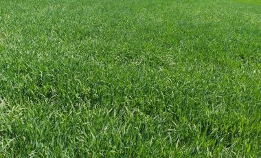 Parcelas en venta sector Huacahue a minutos de La Unión, Los Rios