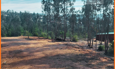 Parcela  plana con bosque y despejado Rol propio 5.000m2