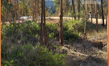 Parcela  plana con bosque y despejado Rol propio 5.000m2