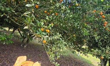 finca de venta en manta en la sierrita el aromo