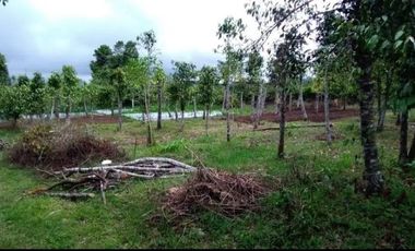 Dijual / Sewa tanah di area Agrowisata Batu Malang seluas 1 ha, SHM.  view bagus