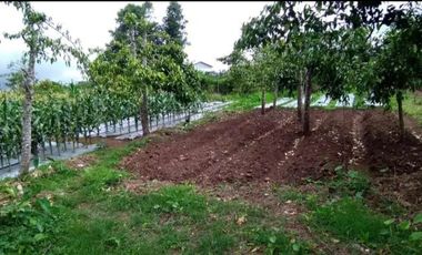 Dijual / Sewa tanah di area Agrowisata Batu Malang seluas 1 ha, SHM.  view bagus