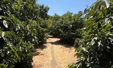 Venta de gran parcela de agrado en Olmué