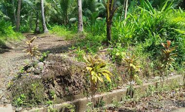 jual pekarangan 50hektar dekat bandara YIA kulonprogo