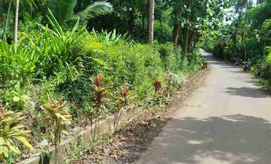 jual pekarangan 50hektar dekat bandara YIA kulonprogo