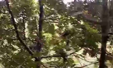 jual kebun duren 80jt/th  luas 1ha harga 450 kokap kulonprogo