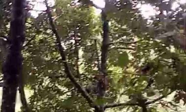 jual kebun duren 80jt/th  luas 1ha harga 450 kokap kulonprogo