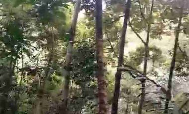 jual kebun duren 80jt/th  luas 1ha harga 450 kokap kulonprogo