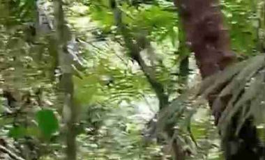 jual kebun duren 80jt/th  luas 1ha harga 450 kokap kulonprogo