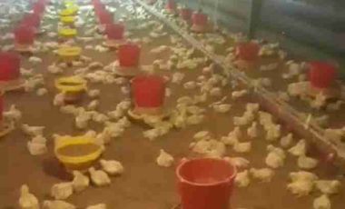 jual kandang ayam omset 1,5Milyar di Ngombol purworejo jateng